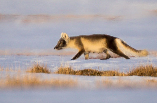 Arctic Fox, Far North, Alaska