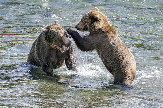 Bären in Alaska