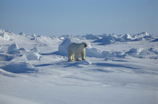 Polarbär, Alaska Far North
