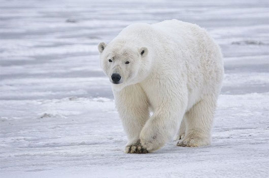 Polar Bär bei Kaktovik, Barter Island, Alaska