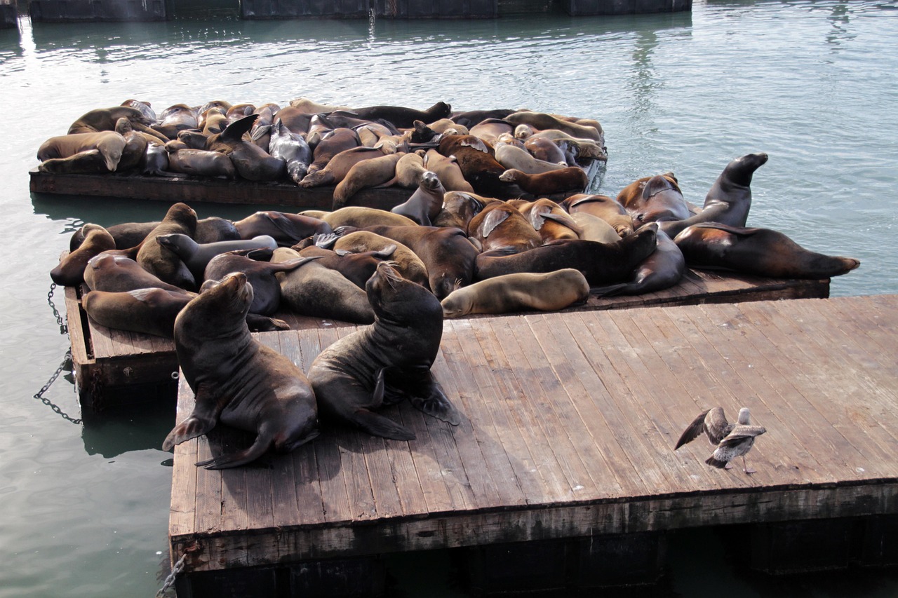 Die Seelöwen an Pier 39: San Franciscos lauteste Einheimische Die Seelöwen an Pier 39: San Franciscos lauteste Einheimische