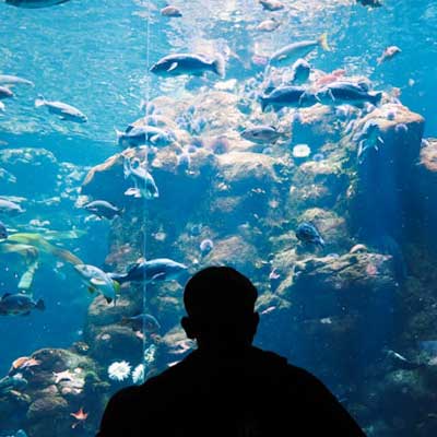 California Academy of Sciences