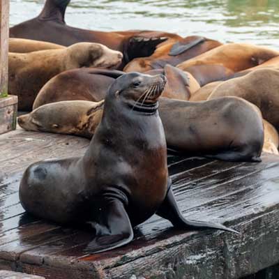 Seelöwen am Pier 39