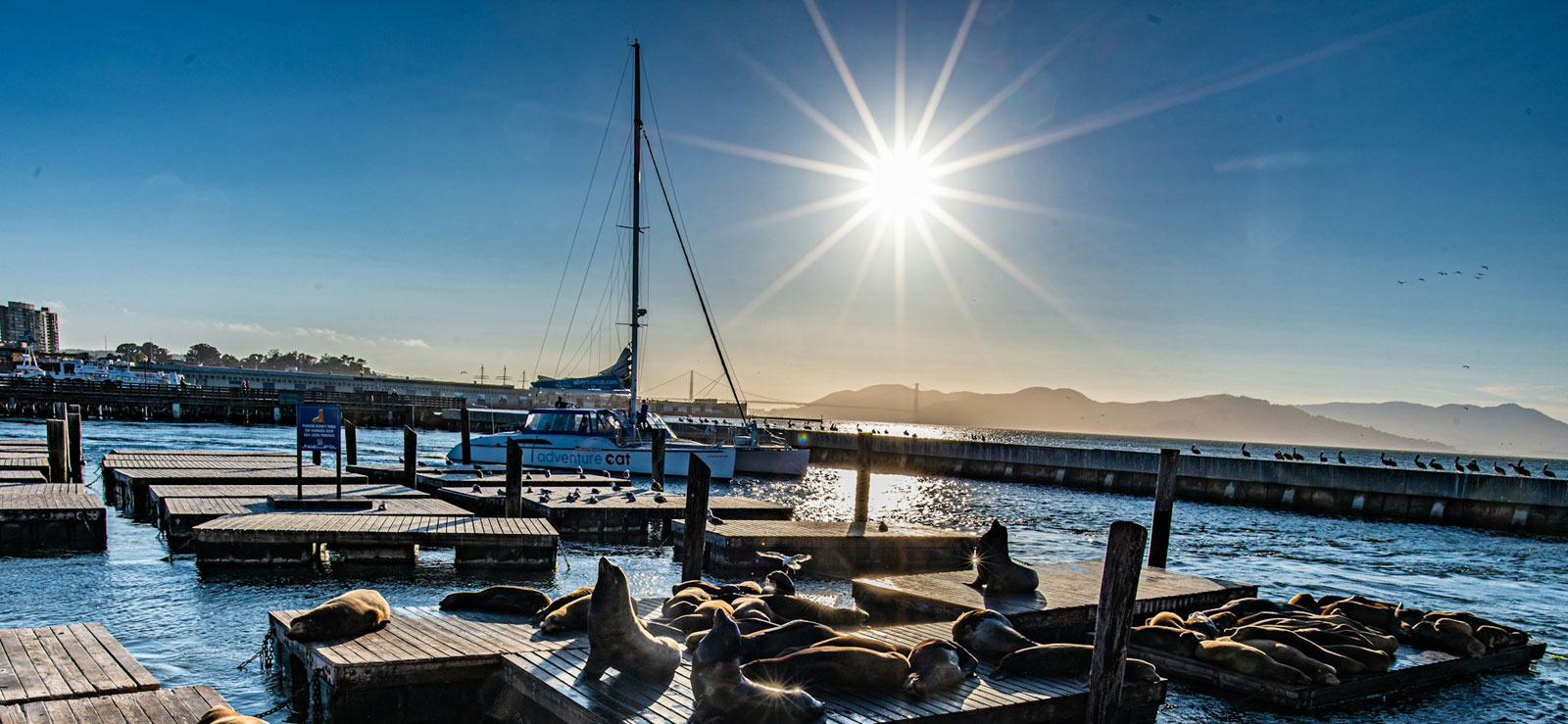 Seelöwen am Fisherman's Wharf. Seelöwen am Fisherman's Wharf.