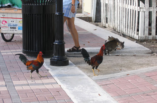 Key West Chicken